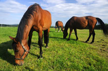horses grazing